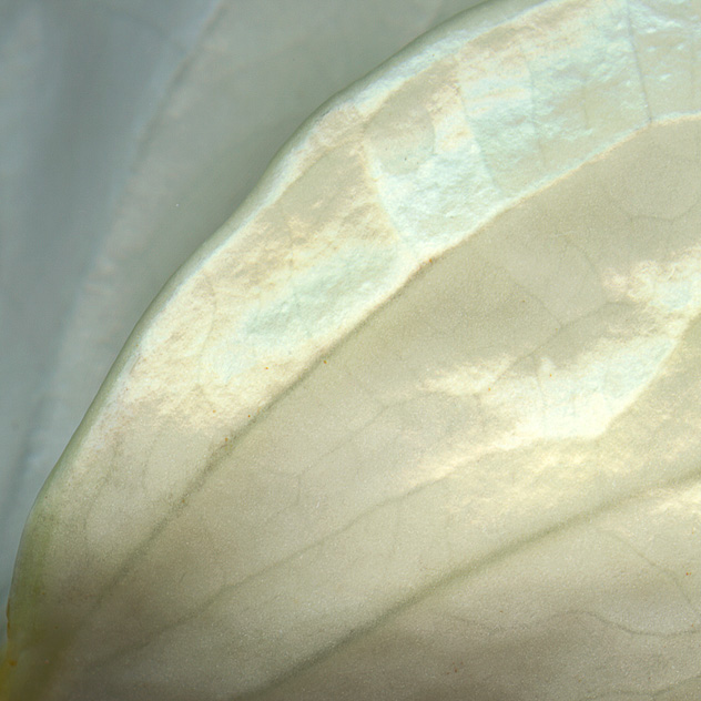 Detail from Anthurium 