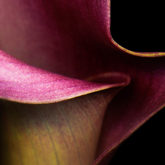 Detail from Calla Lily #3