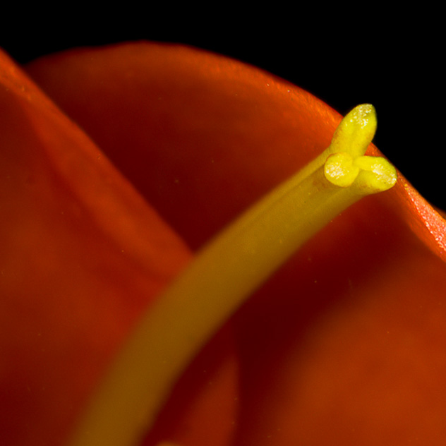 Detail from Clivia