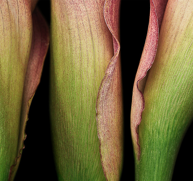 Detail from Eight Calla Lilies