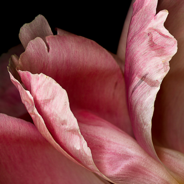 Detail from Peony