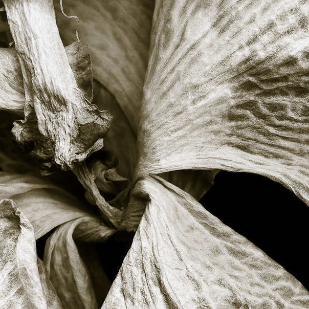 Detail from Phalaenopsis #1