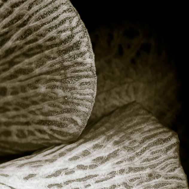 Detail from Phalaenopsis #2