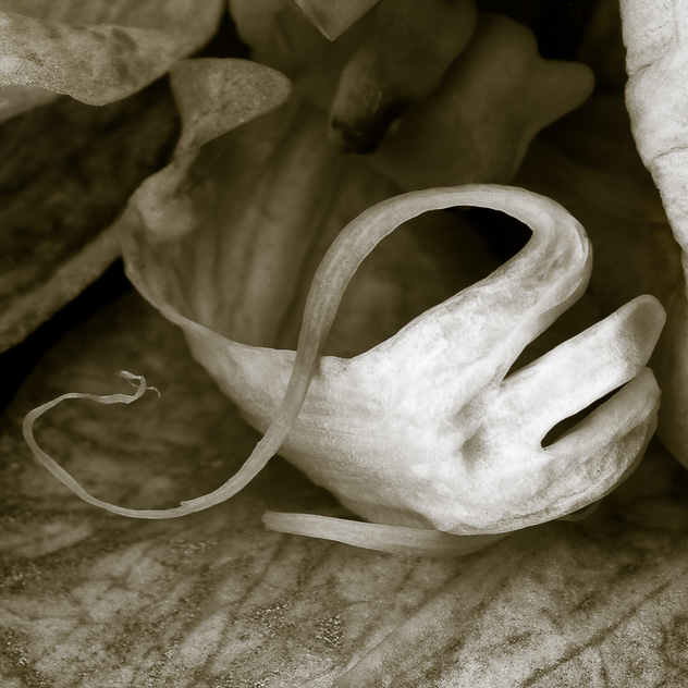 Detail from Phalaenopsis #3