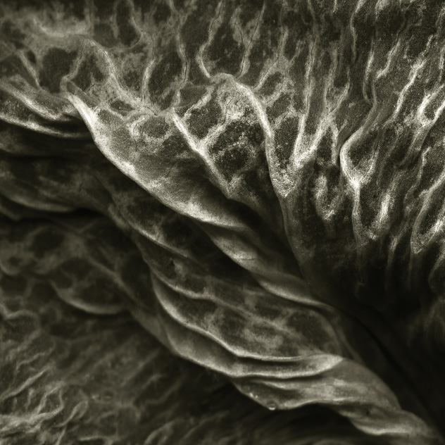 Detail from Phalaenopsis #4