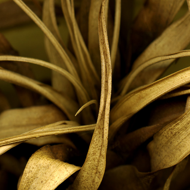 Detail from Tillandsia, Yellow