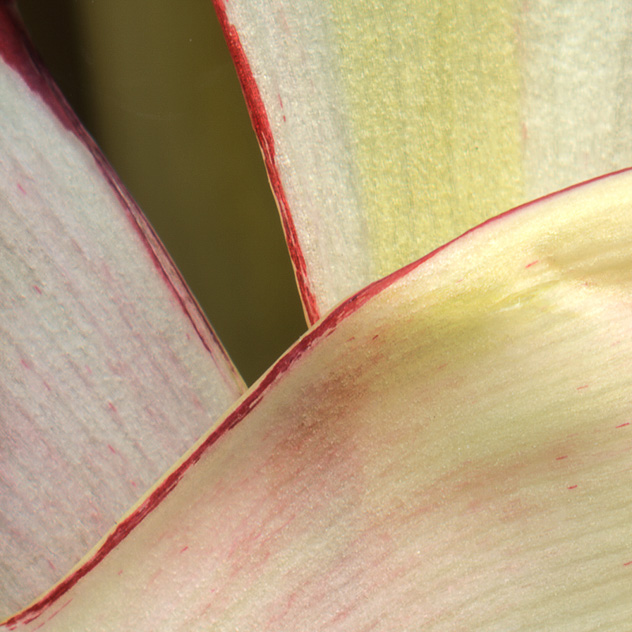 Detail from Tulip