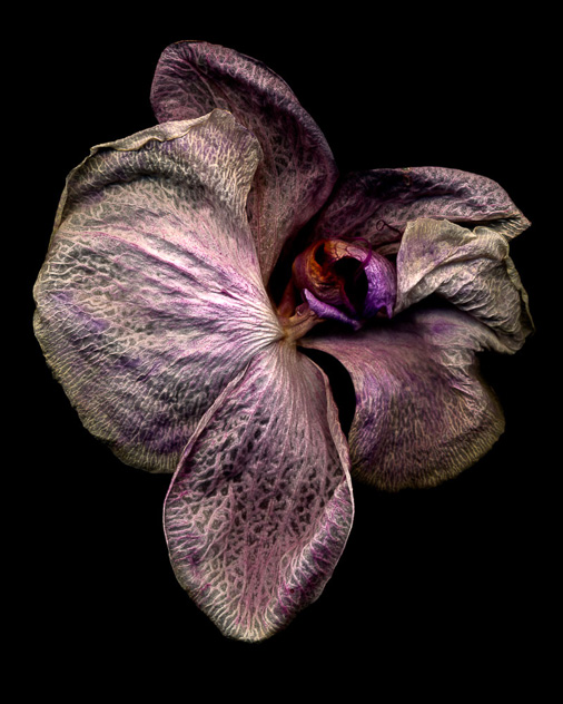 Phalaenopsis #7